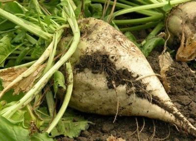 برداشت بیش از یک میلیون تن چغندر قند در آذربایجان غربی