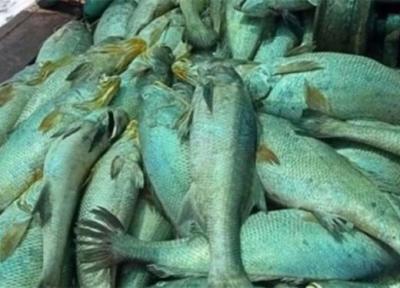 ماهی هایی که ماهیگیر را ثروتمند کردند