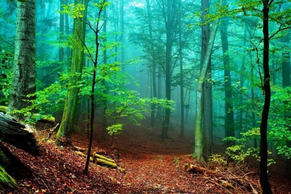 در 20 سال گذشته یک دهم از جنگل های جهان از بین رفته است